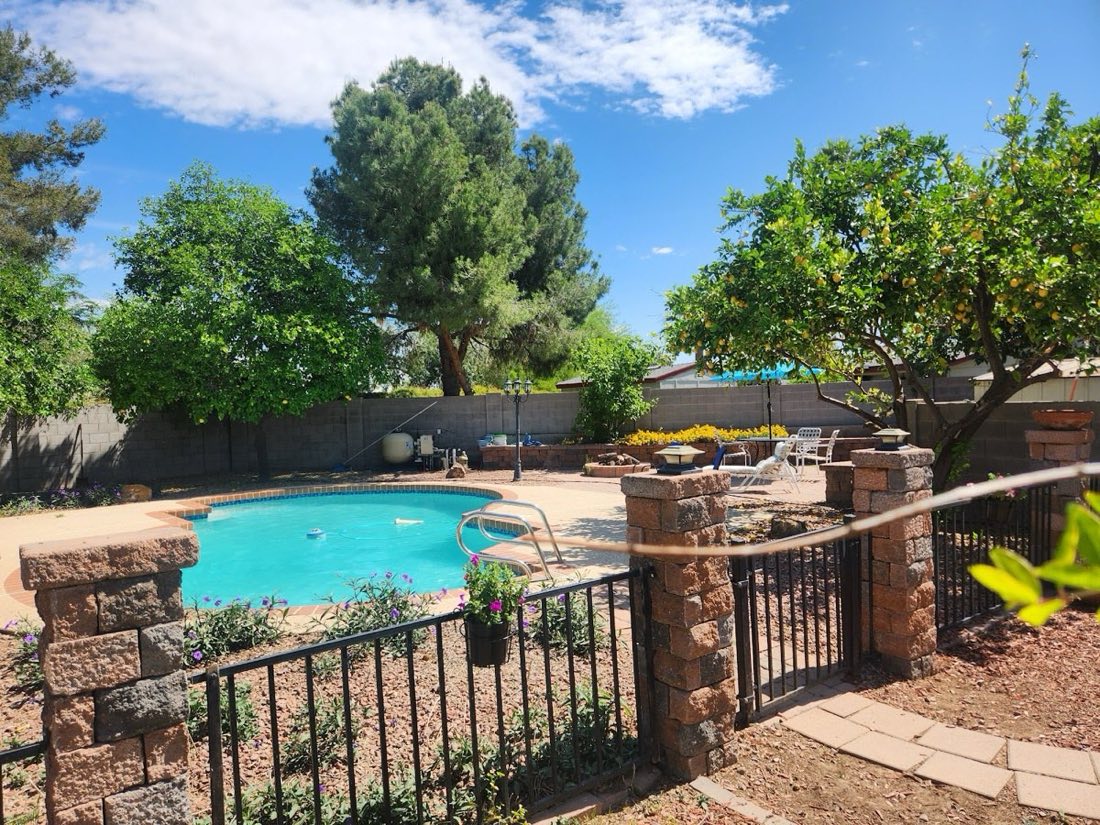 Backyard pool beside a lemon tree cleaned by Pristine Pool Service